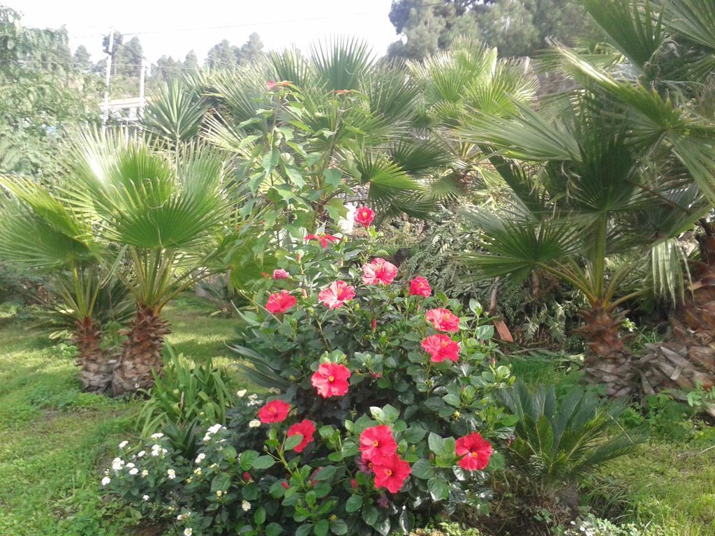 Finca Las Palmeras Icod De Los Vinos Buitenkant foto