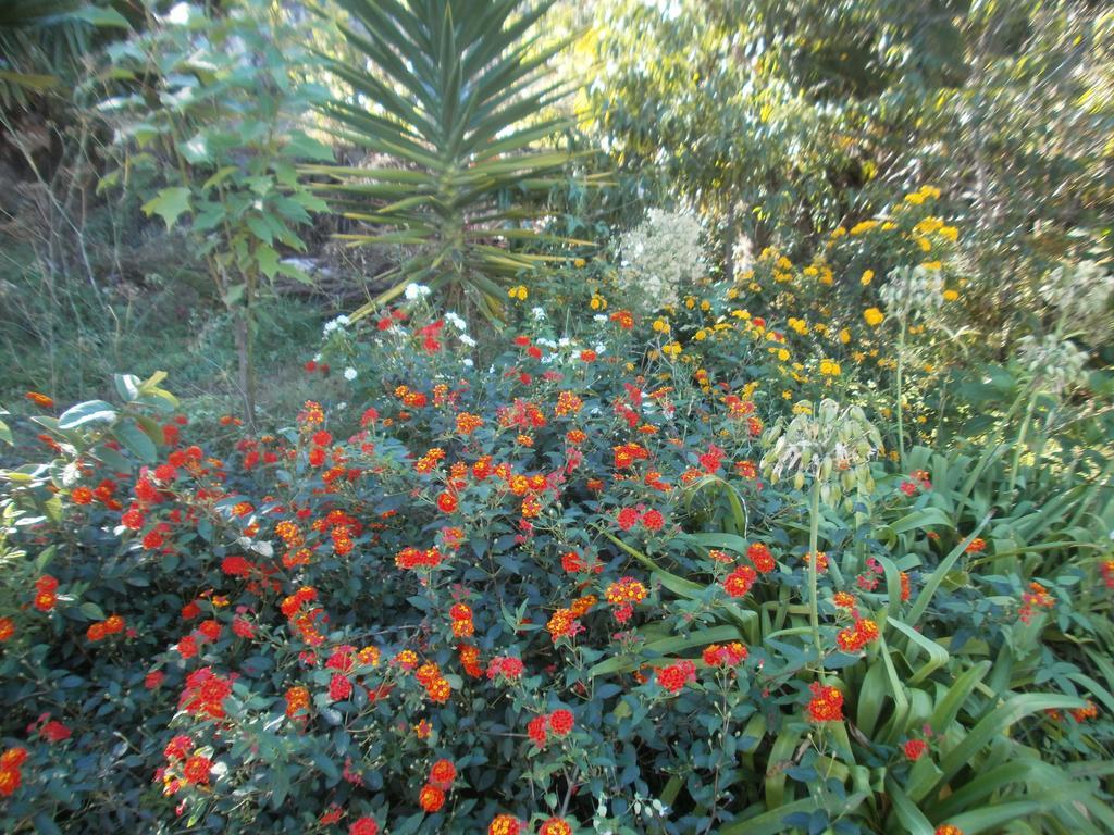 Finca Las Palmeras Icod De Los Vinos Kamer foto