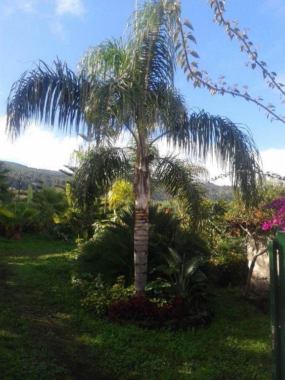 Finca Las Palmeras Icod De Los Vinos Kamer foto