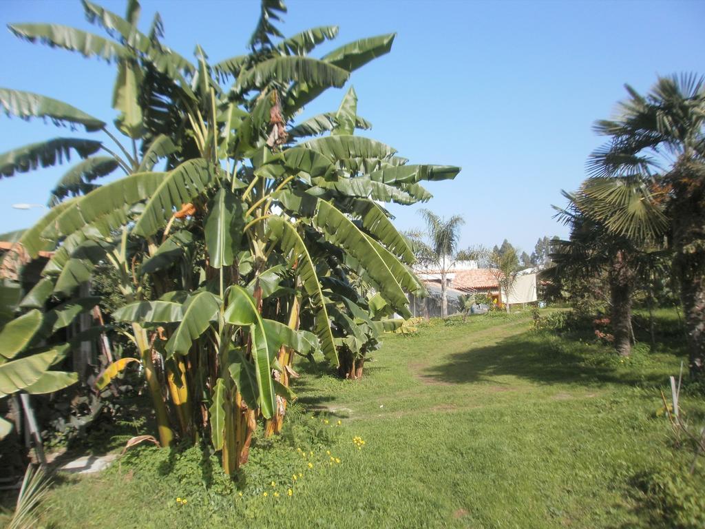 Finca Las Palmeras Icod De Los Vinos Kamer foto