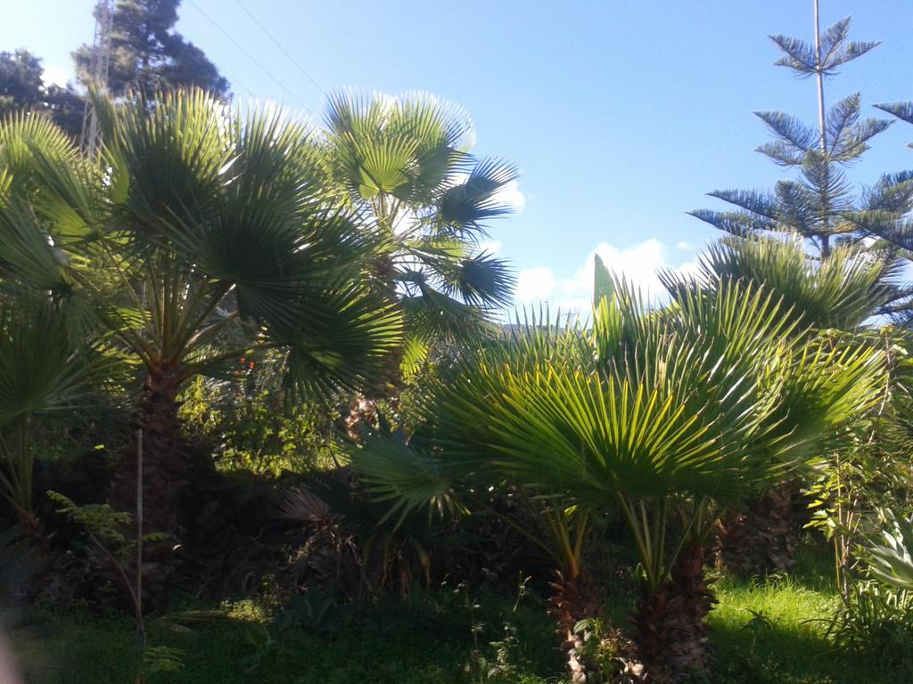 Finca Las Palmeras Icod De Los Vinos Buitenkant foto
