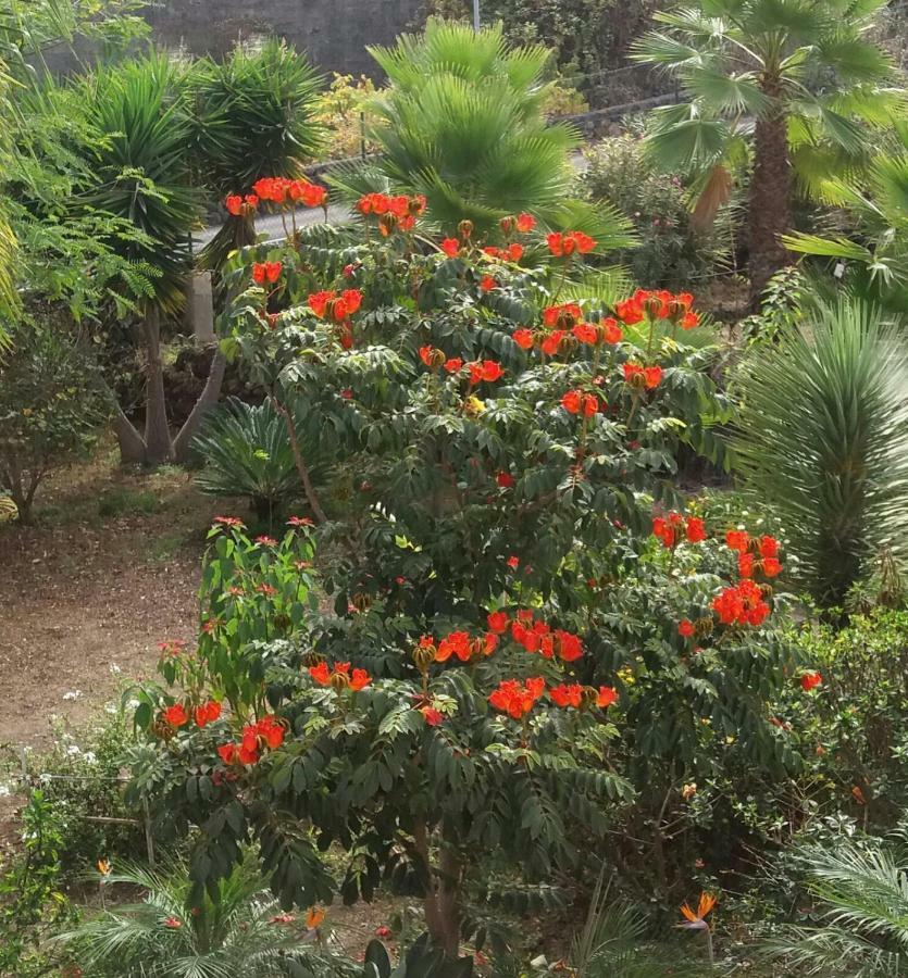 Finca Las Palmeras Icod De Los Vinos Buitenkant foto
