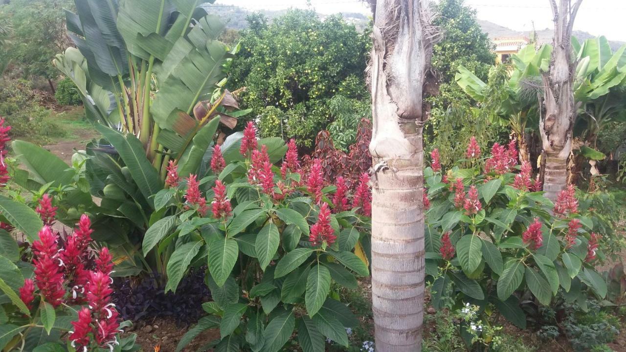 Finca Las Palmeras Icod De Los Vinos Buitenkant foto