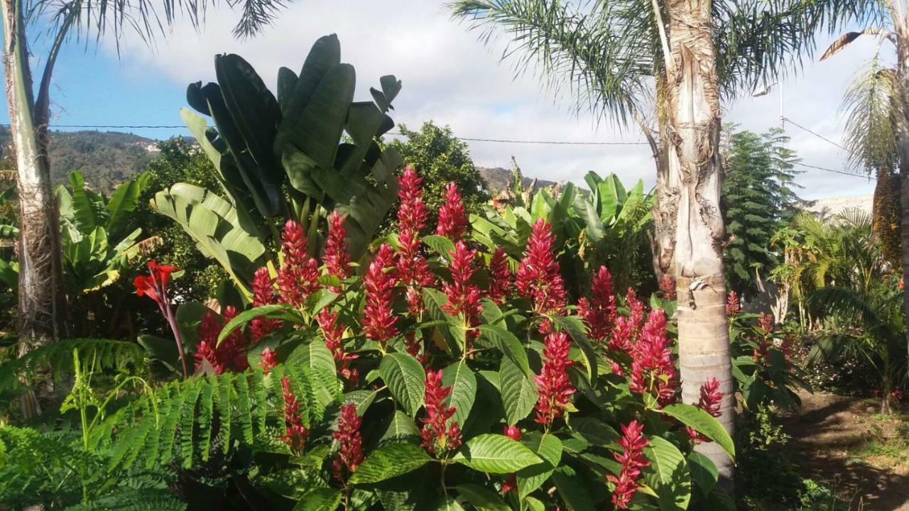 Finca Las Palmeras Icod De Los Vinos Buitenkant foto